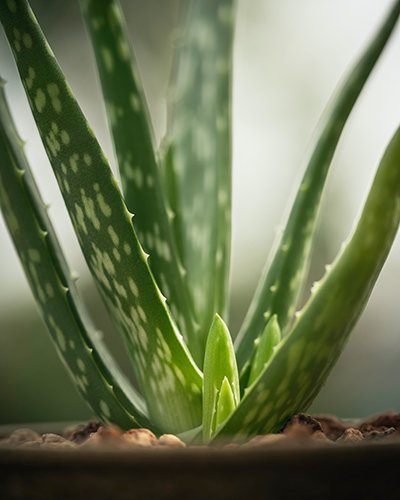 Organic Aloe Barbadensis Leaf Juice